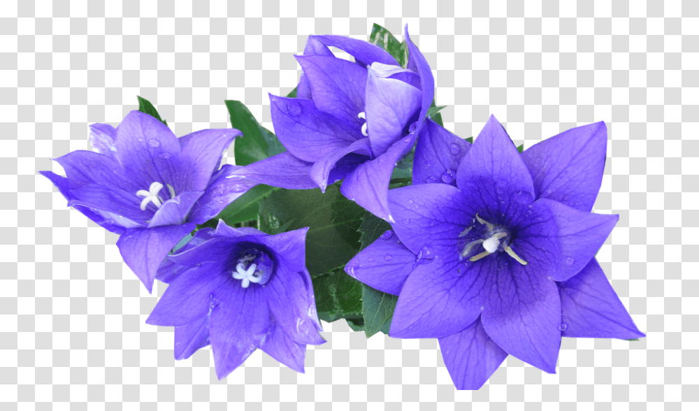 Blue 960, Flower, Plant, Geranium, Blossom Transparent Png