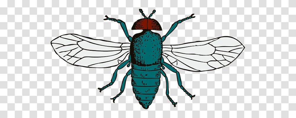 Blue Animals, Insect, Invertebrate, Firefly Transparent Png