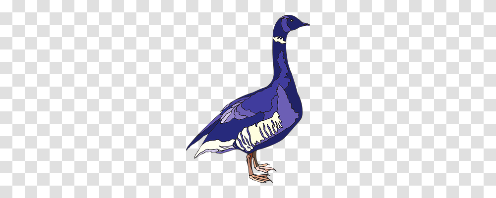 Blue Animals, Bird, Waterfowl, Goose Transparent Png