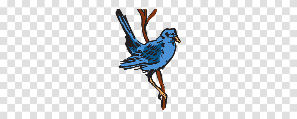 Blue Animals, Bird, Beak, Jay Transparent Png