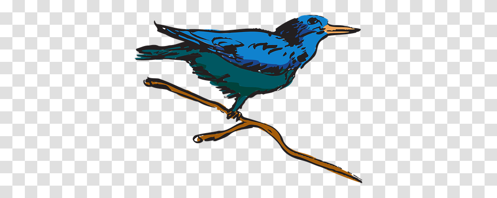 Blue Animals, Jay, Bird, Blue Jay Transparent Png