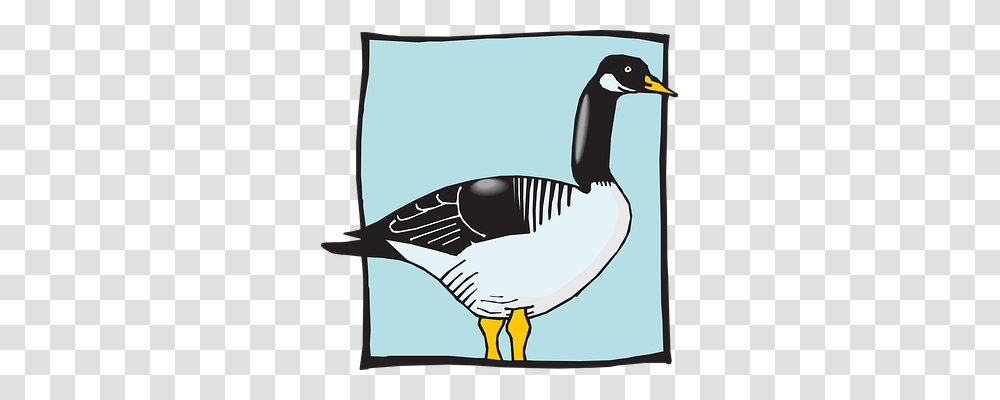 Blue Goose, Bird, Animal, Anseriformes Transparent Png