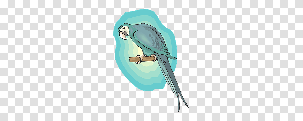 Blue Parakeet, Parrot, Bird, Animal Transparent Png
