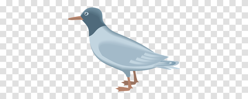 Blue Animals, Bird, Pigeon, Dove Transparent Png
