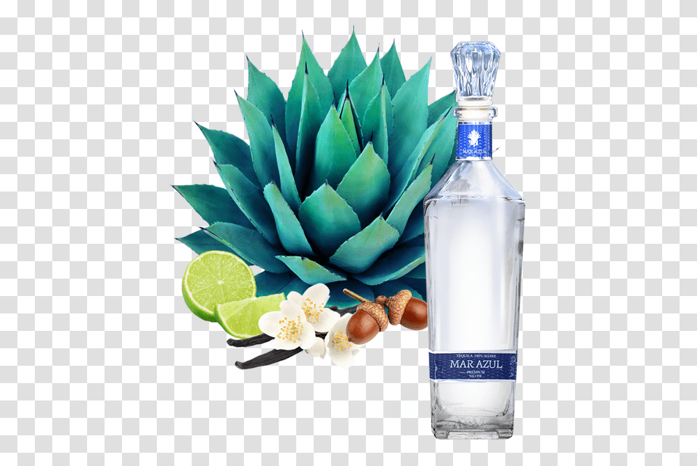 Blue Agave Plant, Liquor, Alcohol, Beverage, Fruit Transparent Png