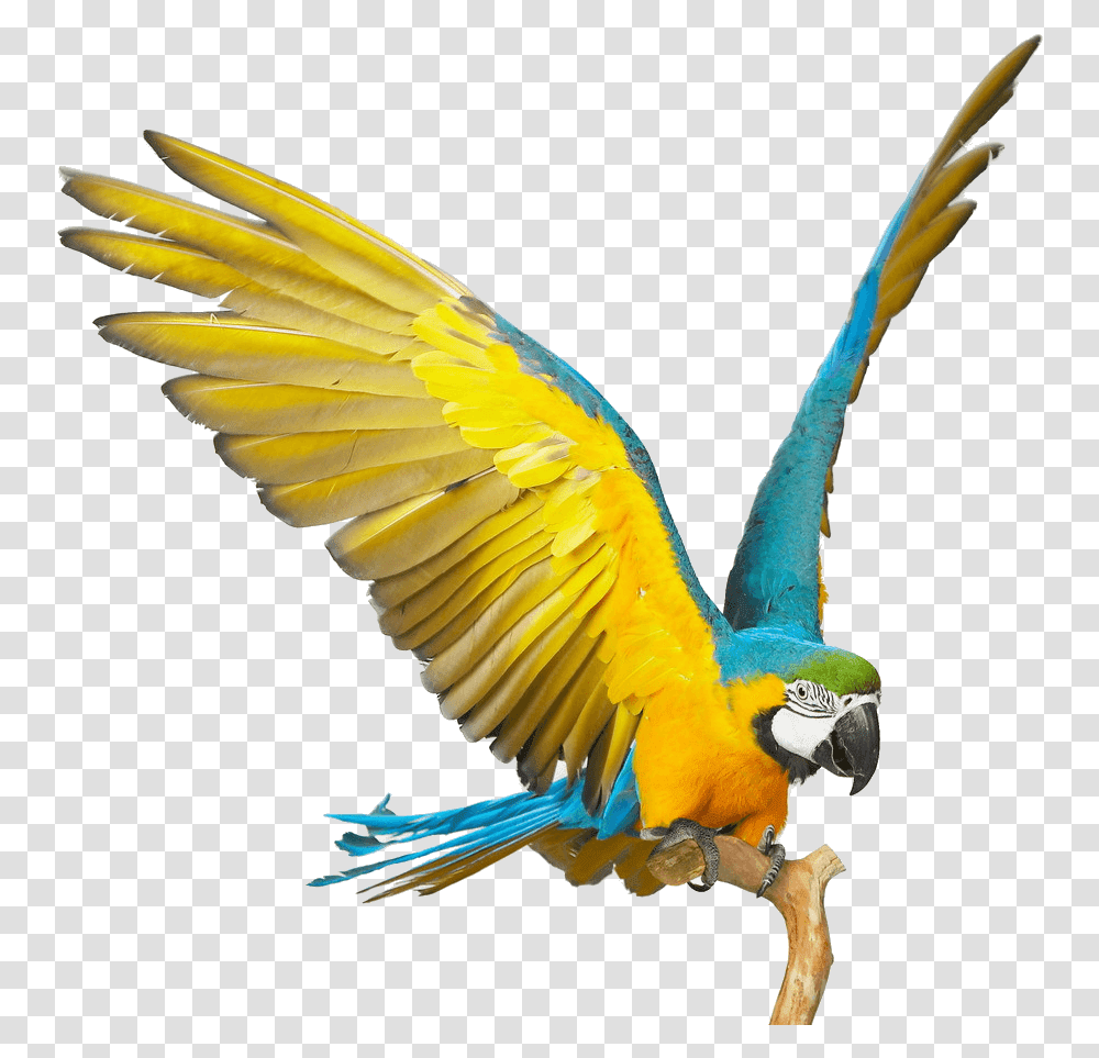 Blue And Gold Macaw, Bird, Animal, Parrot, Flying Transparent Png