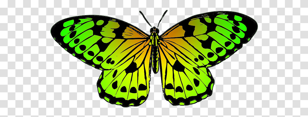 Blue And Orange Butterfly Clipart, Insect, Invertebrate, Animal, Monarch Transparent Png