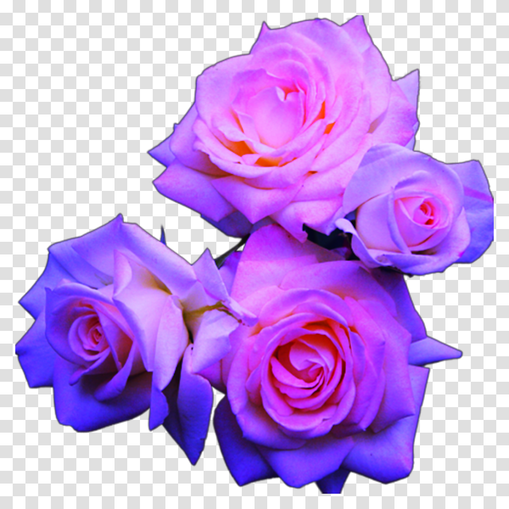 Blue And Pink Roses Purple Blue And Pink Flowers, Plant, Blossom, Flower Bouquet, Flower Arrangement Transparent Png