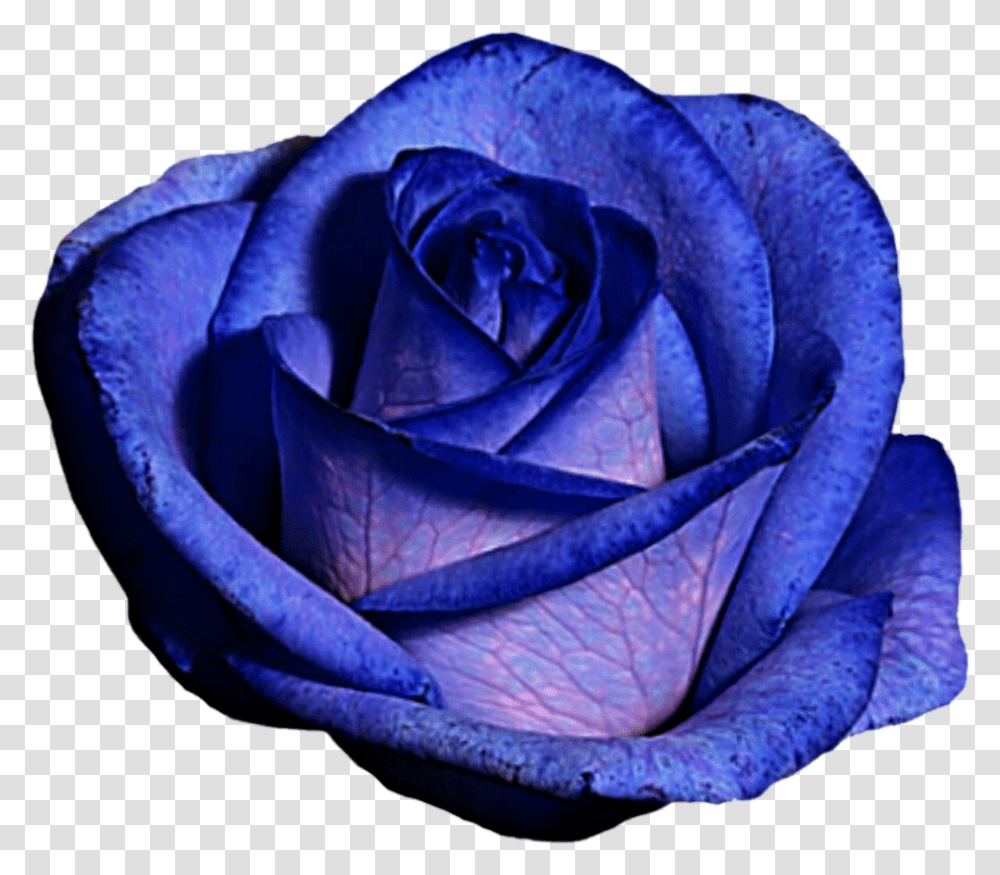 Blue And Purple Flower Clipart Clip Art Free Stock Blue Rose, Plant, Blossom Transparent Png