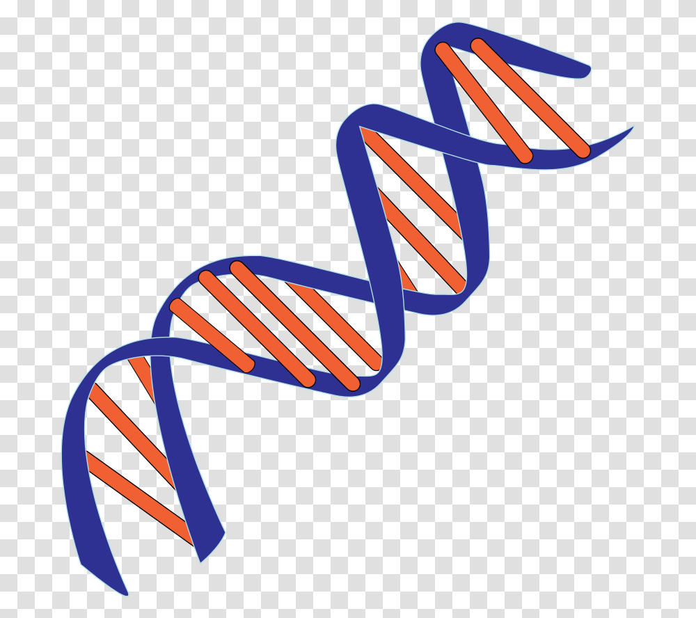 Blue And Red Dna Pictures Double Helix Deoxyribonucleic Acid, Dynamite, Lingerie, Underwear, Animal Transparent Png