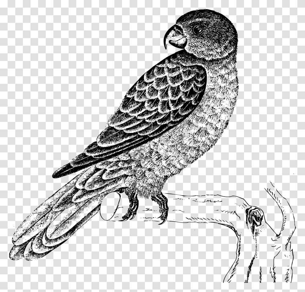 Blue Backed Parrot Clip Arts Parrot Clipart Black And White, Gray, World Of Warcraft Transparent Png