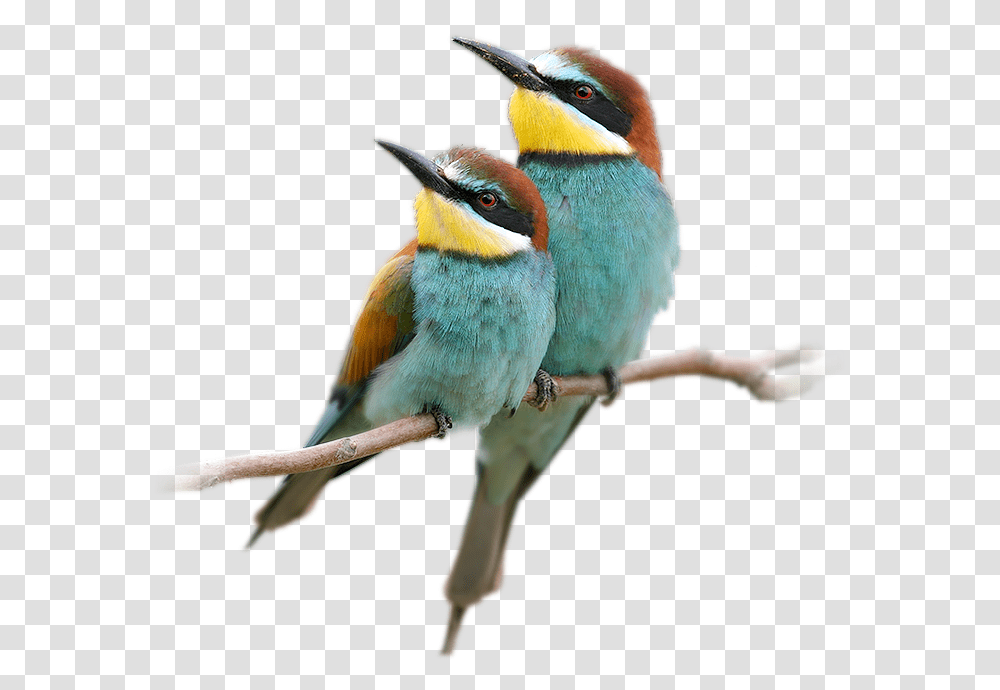 Blue Beautiful Birds Images Without Background, Bee Eater, Animal Transparent Png