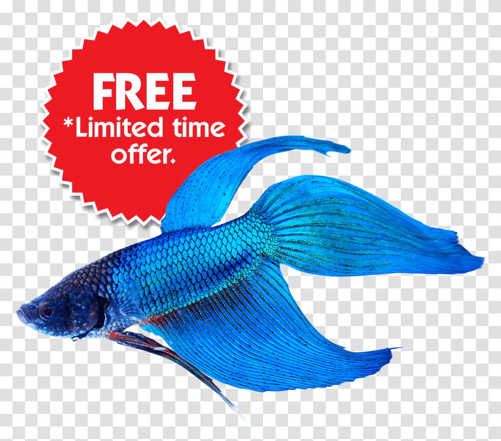 Blue Betta Fish, Animal, Sea Life, Bird, Angelfish Transparent Png