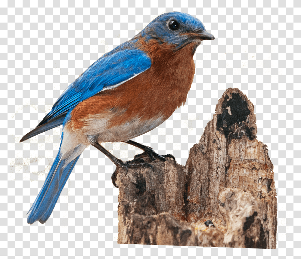 Blue Bird 4 Image Eastern Bluebird, Animal, Jay, Blue Jay Transparent Png