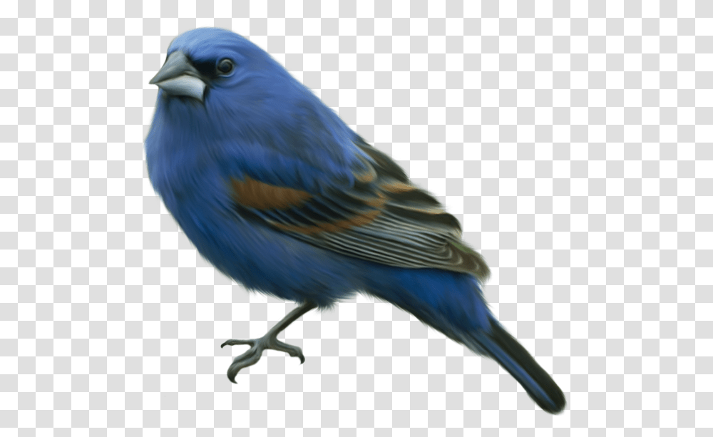 Blue Bird Blue Bird, Animal, Bluebird, Jay, Finch Transparent Png