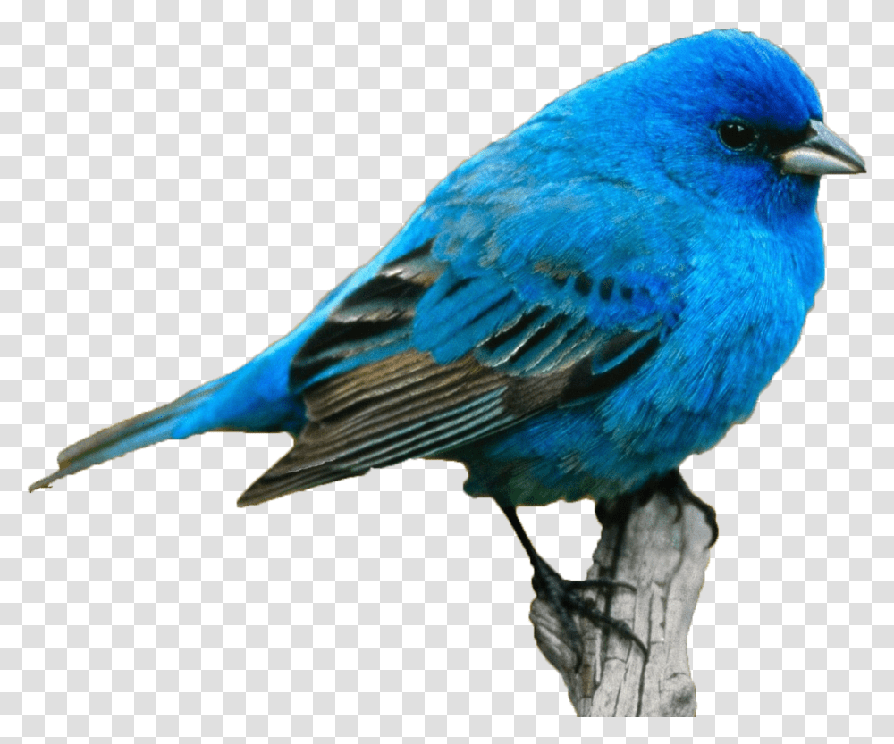 Blue Bird Download Blue Bird, Animal, Bluebird, Jay, Blue Jay Transparent Png