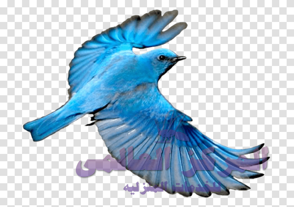 Blue Bird Flying, Bluebird, Animal, Jay, Blue Jay Transparent Png