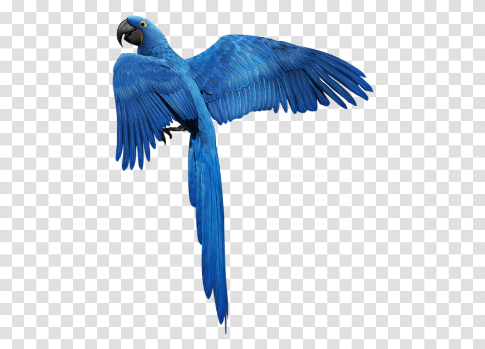 Blue Bird Flying Fly Heaven Birds Mq Blue Parrot Bird, Animal, Bee Eater, Jay, Stork Transparent Png