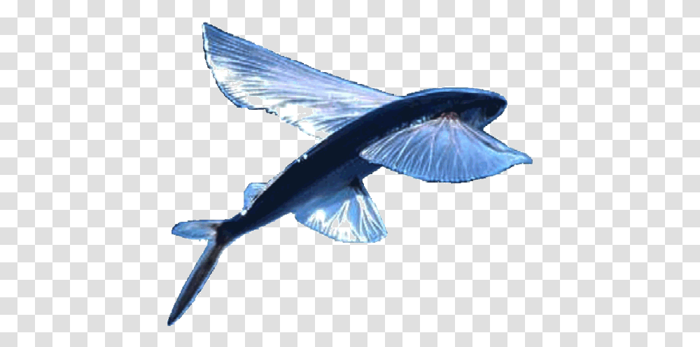 Blue Bird Flying Logo Flying Fish, Animal, Jay, Blue Jay, Sea Life Transparent Png