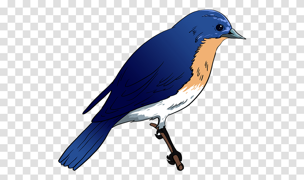 Blue Bird How To Draw Eastern Bluebird Easy Blue Bird Drawing, Animal, Jay, Blue Jay, Blow Dryer Transparent Png