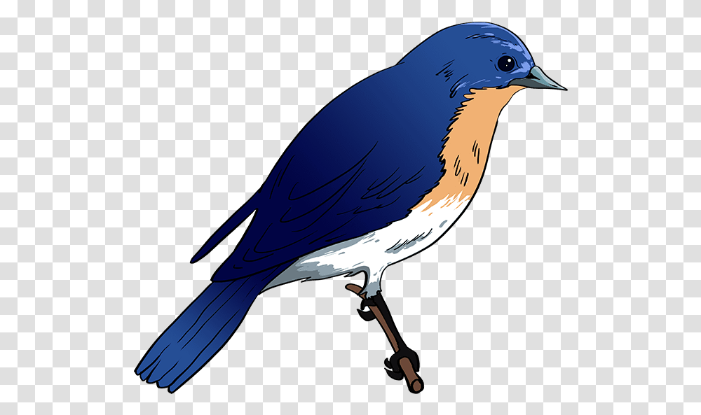 Blue Bird How To Draw Eastern Bluebird Easy Blue Bird Drawing Animal Jay Blue Jay Blow Dryer Transparent Png Pngset Com