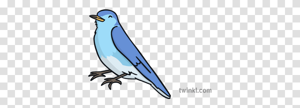 Blue Bird Illustration Twinkl Mountain Bluebird, Jay, Animal, Blue Jay, Axe Transparent Png