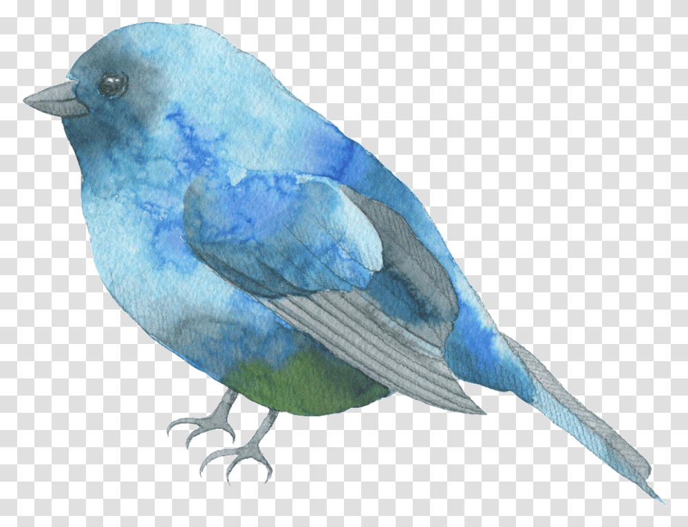 Blue Bird Watercolor, Bluebird, Animal, Jay, Person Transparent Png
