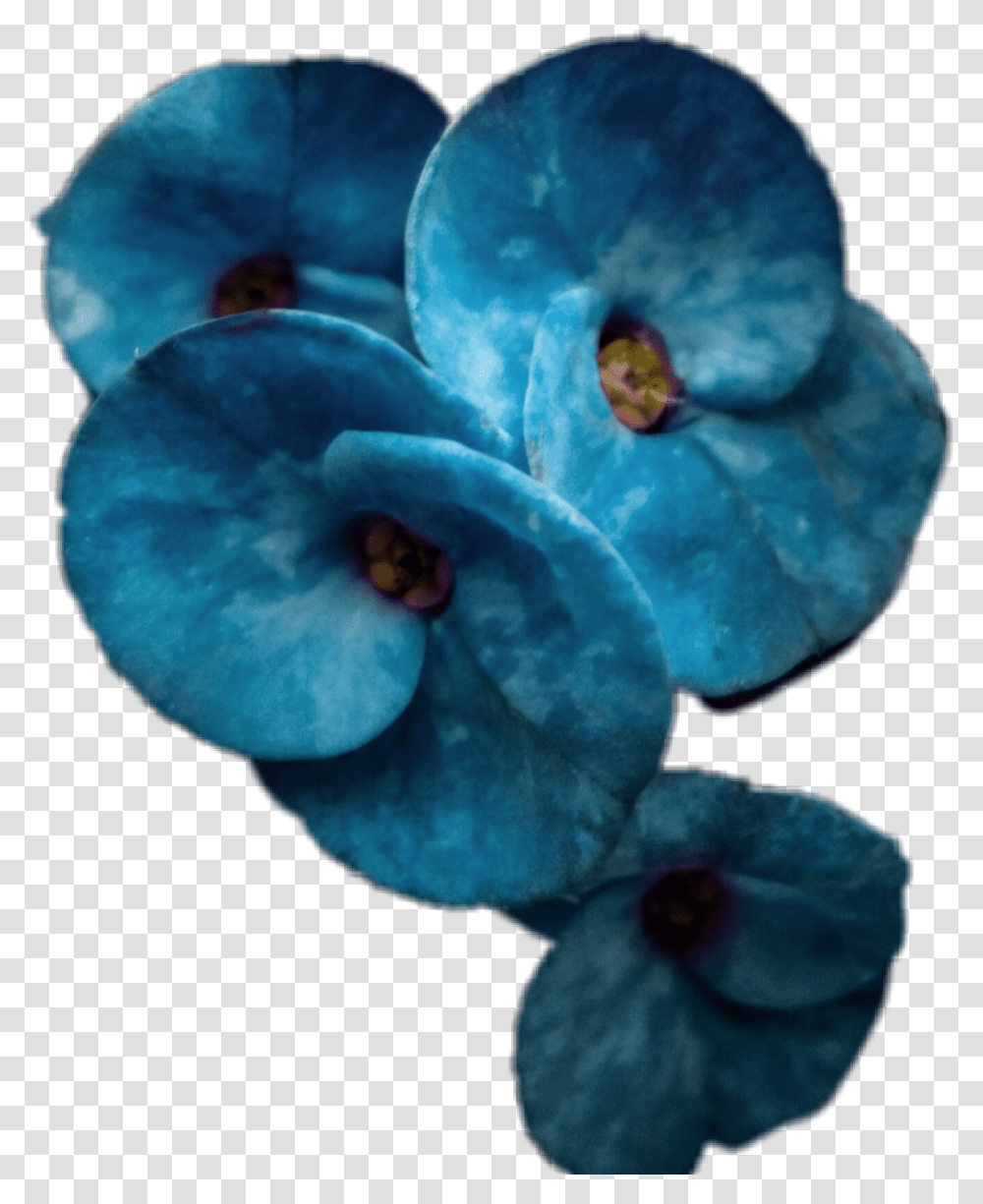 Blue Blueflower Blossom, Plant, Geranium, Anther, Acanthaceae Transparent Png