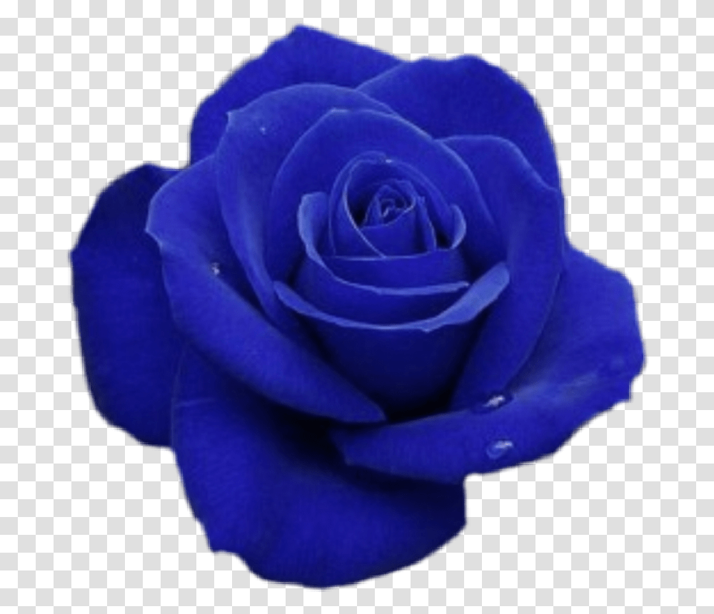 Blue Bluerose Rose Flower Blueflower Astethic, Plant, Blossom, Petal, Anemone Transparent Png