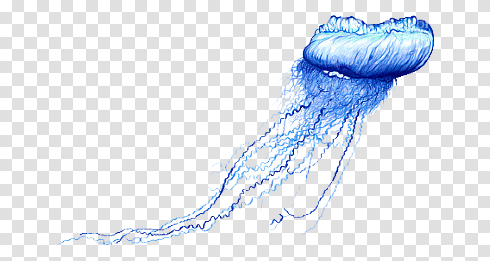 Blue Bottle Jellyfish Images Blue Bottle Jellyfish Drawing, Sea Life, Animal, Invertebrate Transparent Png