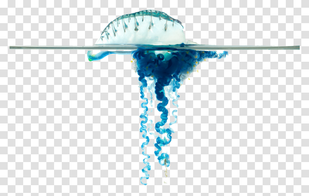 Blue Bottle Jellyfish Images Download, Nature, Outdoors, Animal, Sea Life Transparent Png