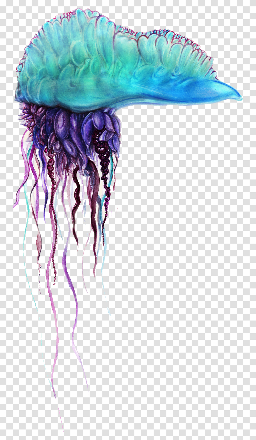 Blue Bottle Jellyfish Pics Blue Bottle Jellyfish, Invertebrate, Sea Life, Animal, Fungus Transparent Png