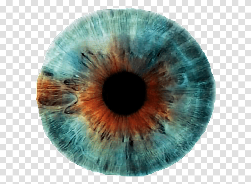 Blue Brown Eye Lens Blueeyefreetoedit Rankin Eyescapes, Sea Life, Animal, Fungus, Sphere Transparent Png