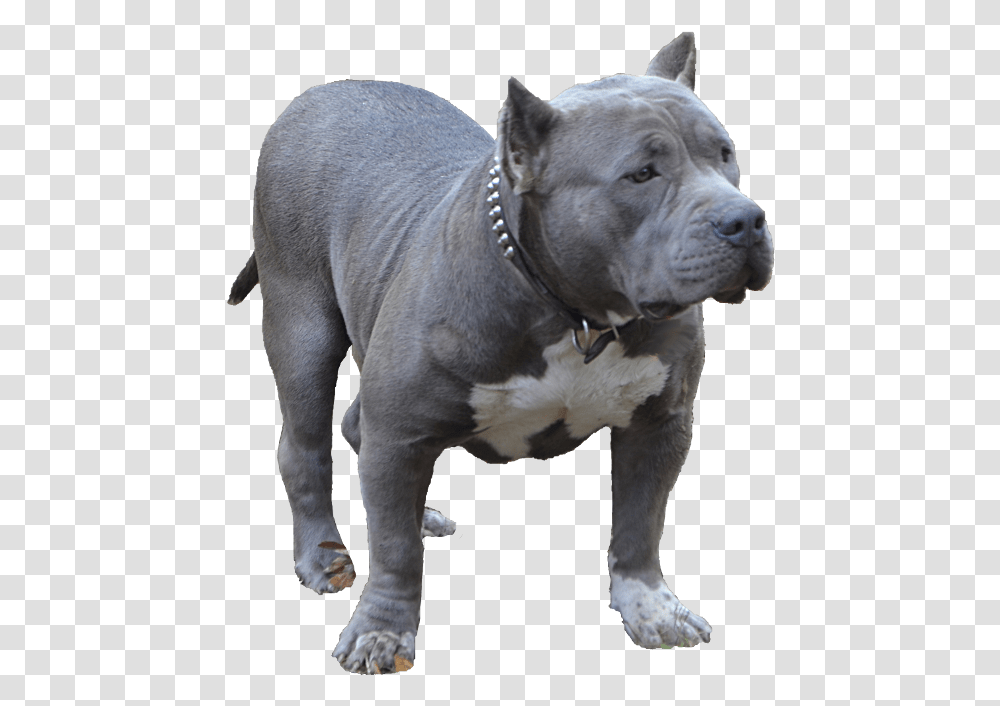 Blue Bully Pitbull American Bully, Dog, Pet, Canine, Animal Transparent Png