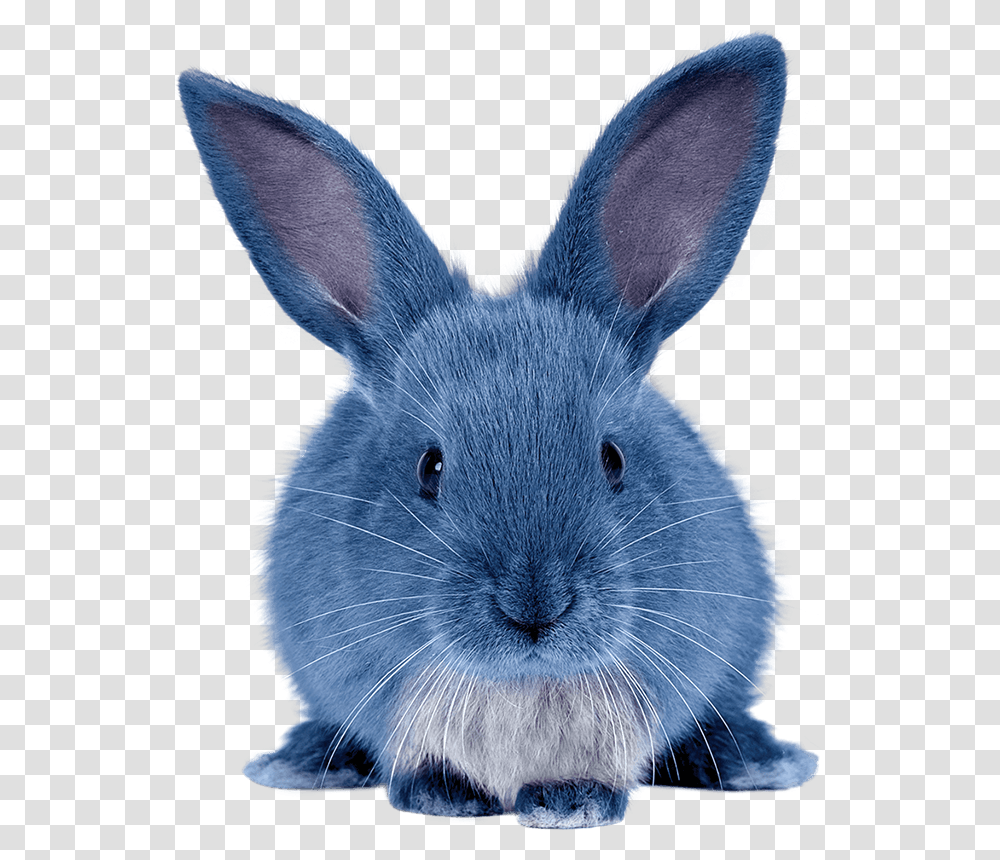 Blue Bunny, Rodent, Mammal, Animal, Rat Transparent Png