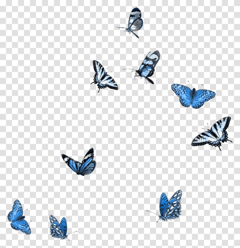 Blue Butterflies, Animal, Butterfly, Insect, Invertebrate Transparent Png