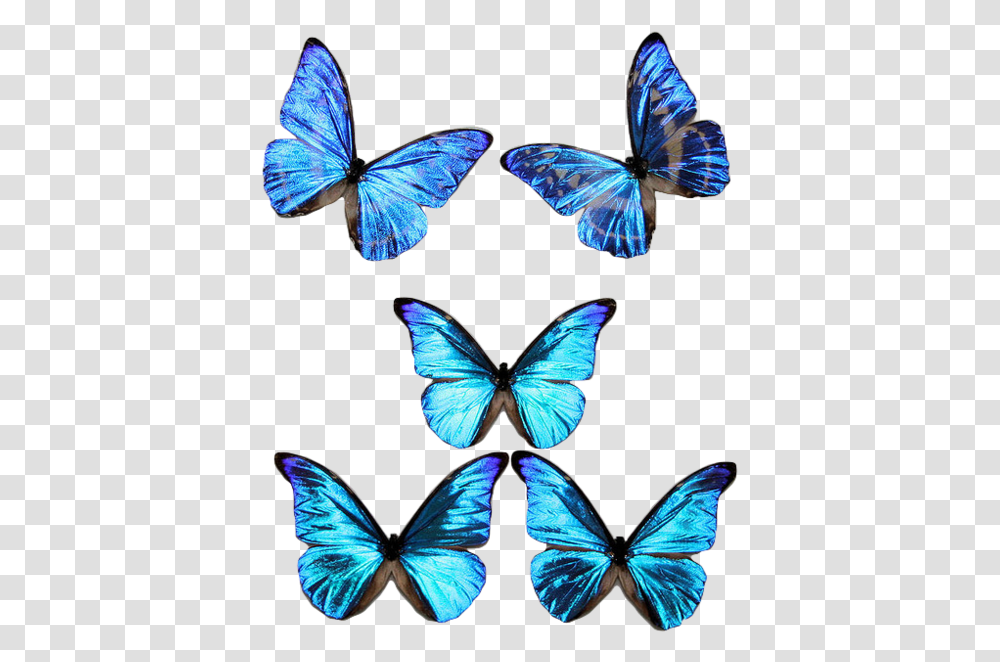 Blue Butterflies, Butterfly, Insect, Invertebrate, Animal Transparent Png
