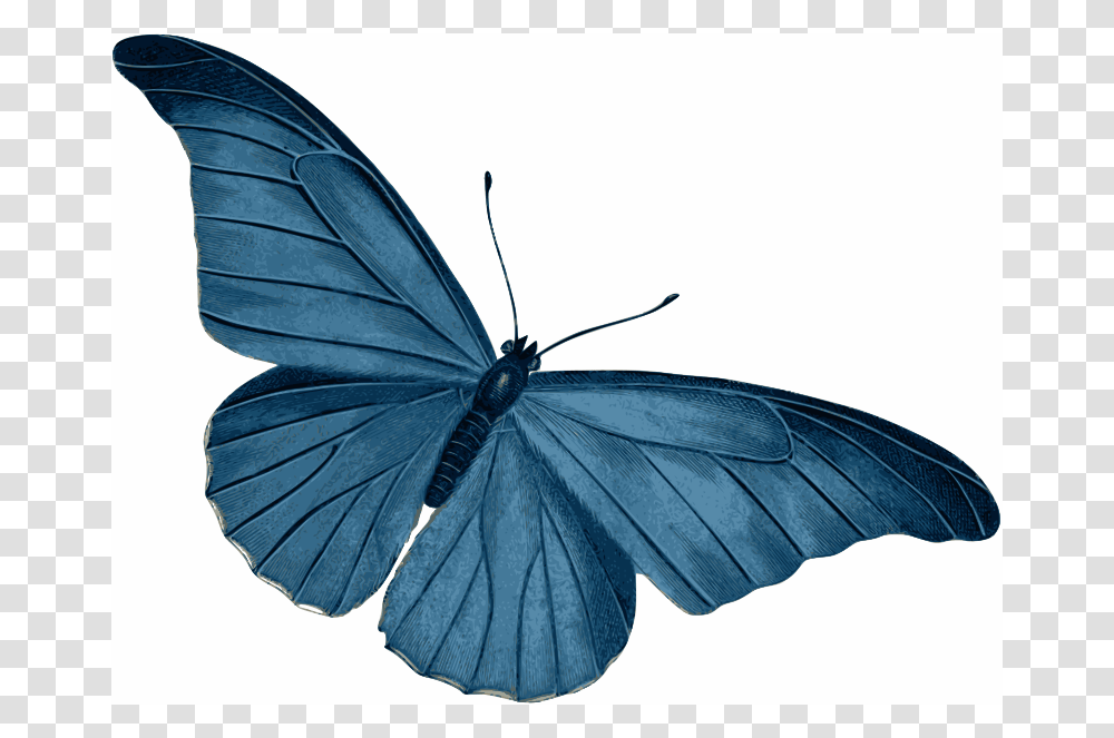 Blue Butterfly, Animals, Insect, Invertebrate, Bird Transparent Png