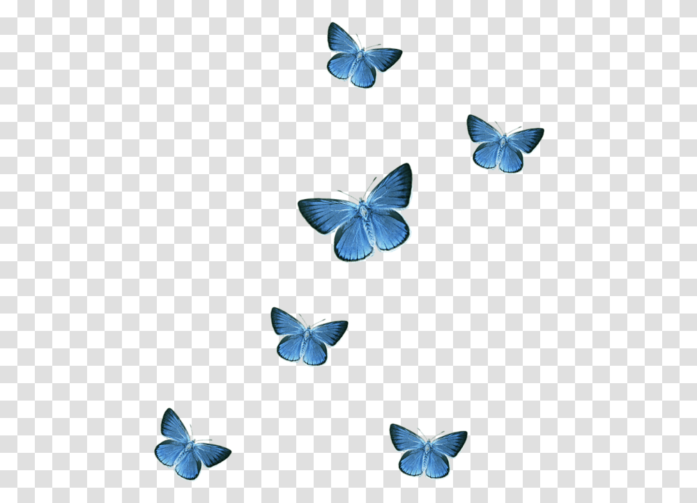 Blue Butterfly Background, Insect, Invertebrate, Animal, Flying Transparent Png
