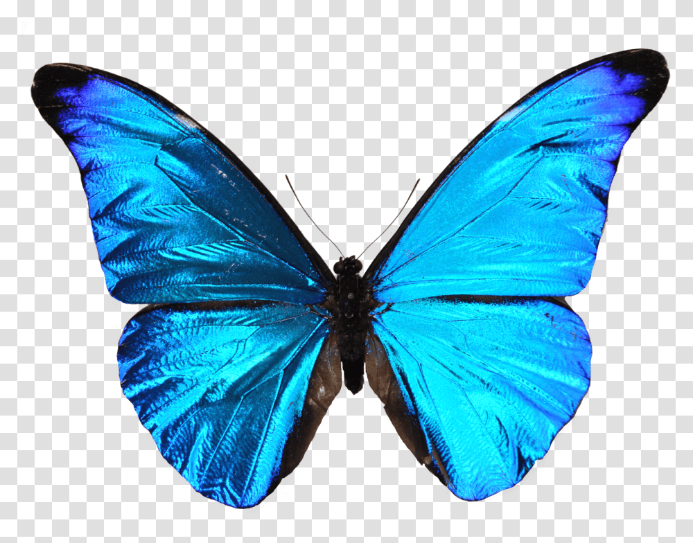 Blue Butterfly Background, Insect, Invertebrate, Animal, Monarch Transparent Png