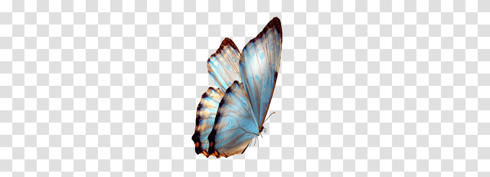 Blue Butterfly Background, Invertebrate, Animal, Insect, Sea Life Transparent Png