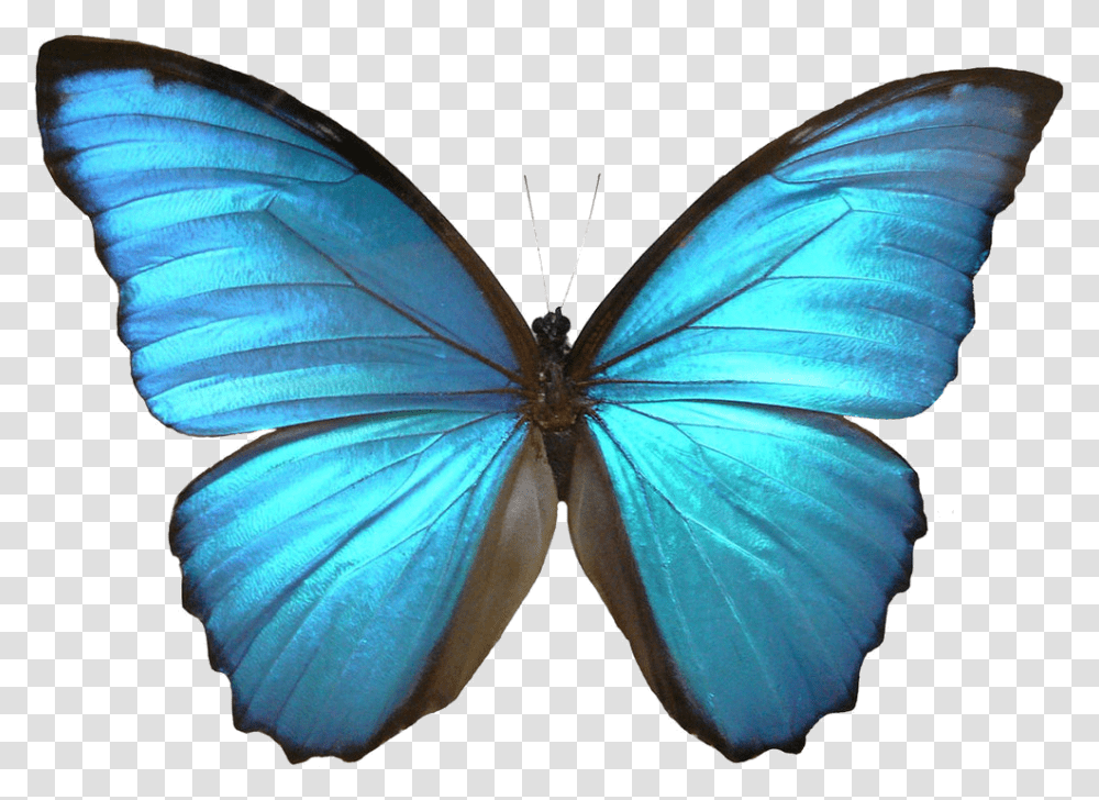 Blue Butterfly Blue Morpho Butterfly Clip Art, Insect, Invertebrate, Animal, Monarch Transparent Png