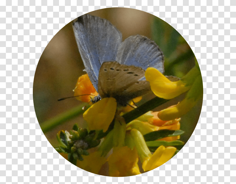 Blue Butterfly Common Blue, Invertebrate, Animal, Insect Transparent Png