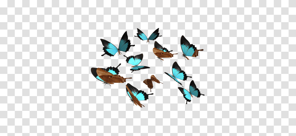 Blue Butterfly, Flying, Bird, Animal, Insect Transparent Png