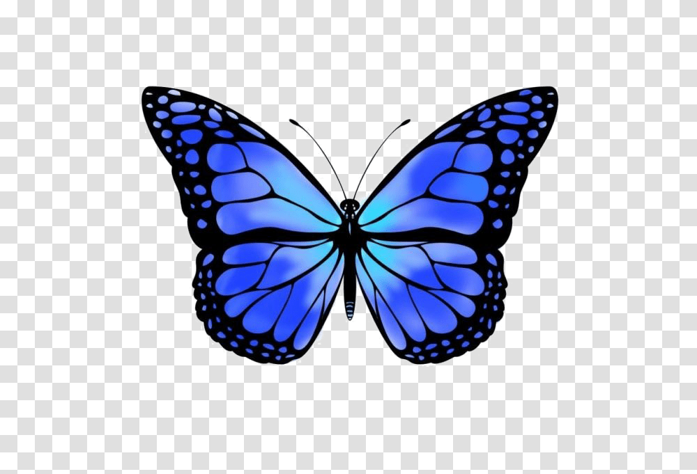Blue Butterfly Free Image Blue Monarch Butterfly, Insect, Invertebrate, Animal, Pattern Transparent Png