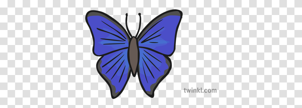 Blue Butterfly Illustration Twinkl Lycaena, Insect, Invertebrate, Animal, Pattern Transparent Png