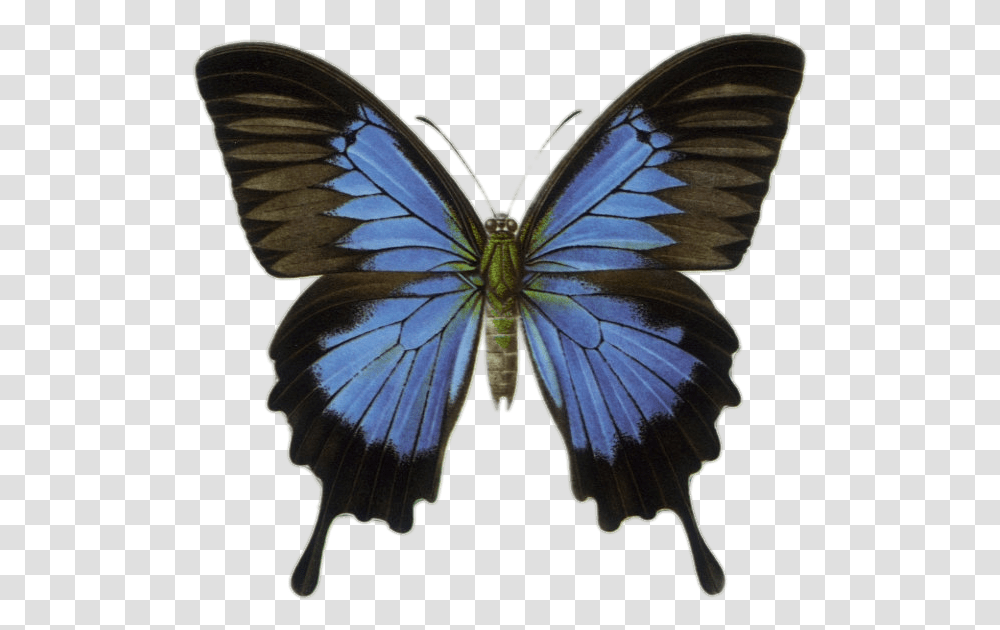 Blue Butterfly Illustration Vintage, Insect, Invertebrate, Animal, Pattern Transparent Png