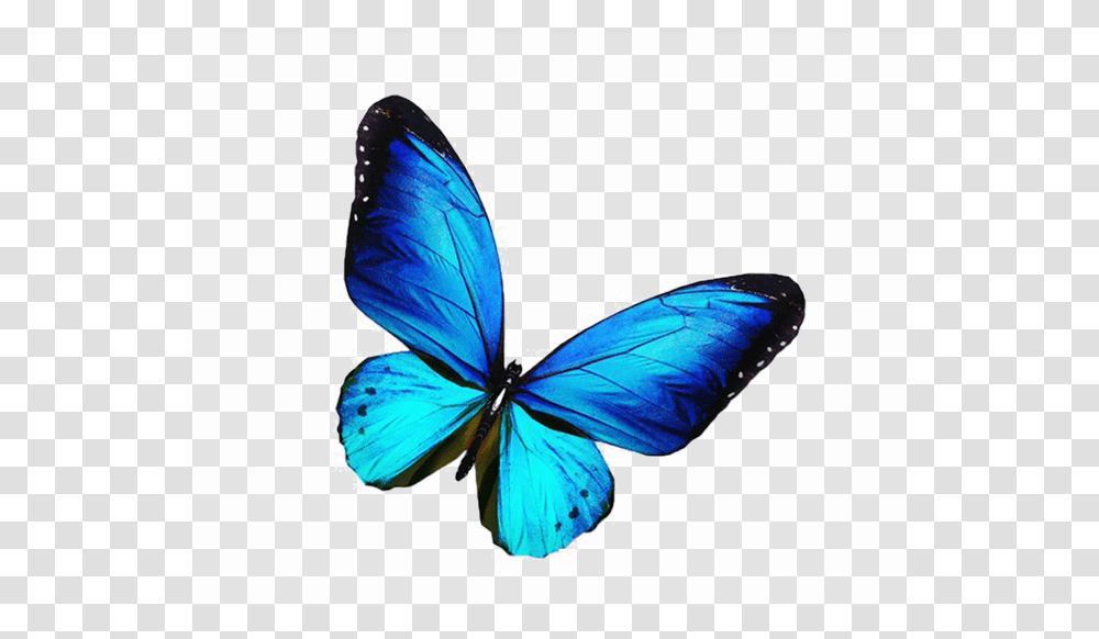 Blue Butterfly Image Arts, Insect, Invertebrate, Animal, Monarch Transparent Png