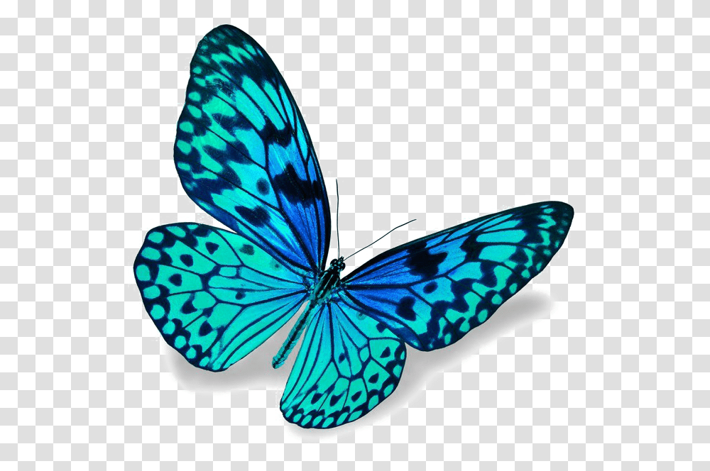 Blue Butterfly Image Blue Butterfly, Insect, Invertebrate, Animal, Monarch Transparent Png