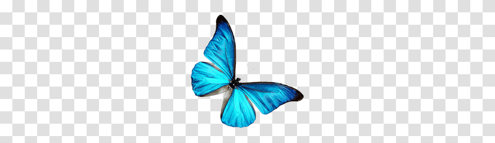 Blue Butterfly, Insect, Invertebrate, Animal, Accessories Transparent Png